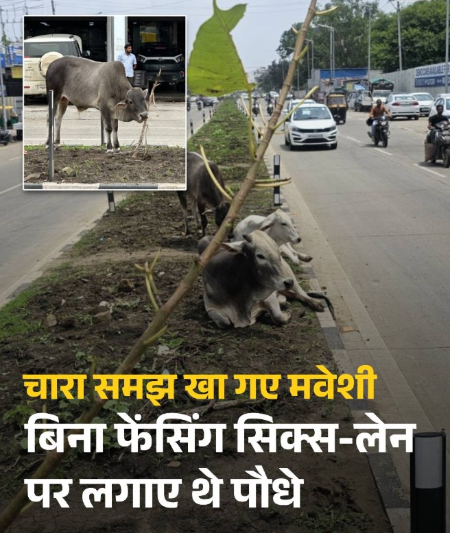 भोपाल सिक्स-लेन पर बिना सुरक्षा लगाए गए पौधे मवेशियों का चारा बने