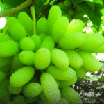 हड्डियों को चाहिए ताकत? रोज खजूर खाएं!