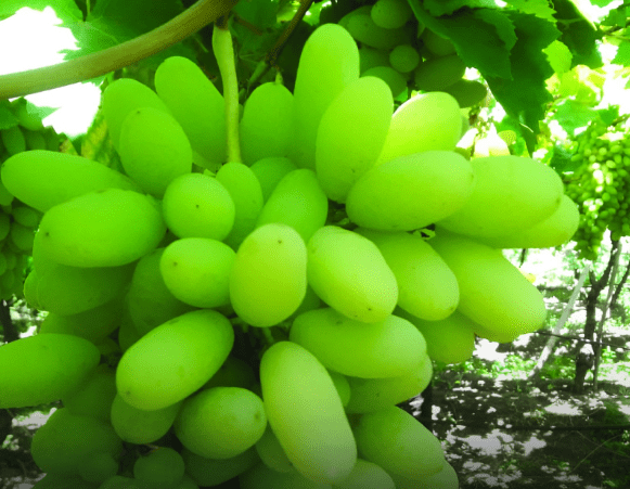 दवाई के बाद अंगूर खाना पड़ सकता है जान पर भारी!