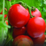 भूख बढ़ाने का घरेलू नुस्खा: रोज़ खाएं गुड़ और देखिए असर!