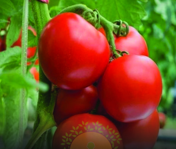 कब्ज का इलाज: रोज़ खाएं कच्चा टमाटर और पाचन दुरुस्त करें! 🌿 टमाटर में मौजूद फाइबर और एंटीऑक्सीडेंट कब्ज को जड़ से खत्म करते हैं